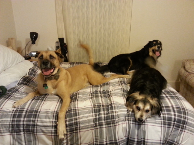 Duke, Rocky & Bailey - November 2015